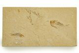 Cretaceous Fossil Shrimp and Fish - Lebanon #323748-1